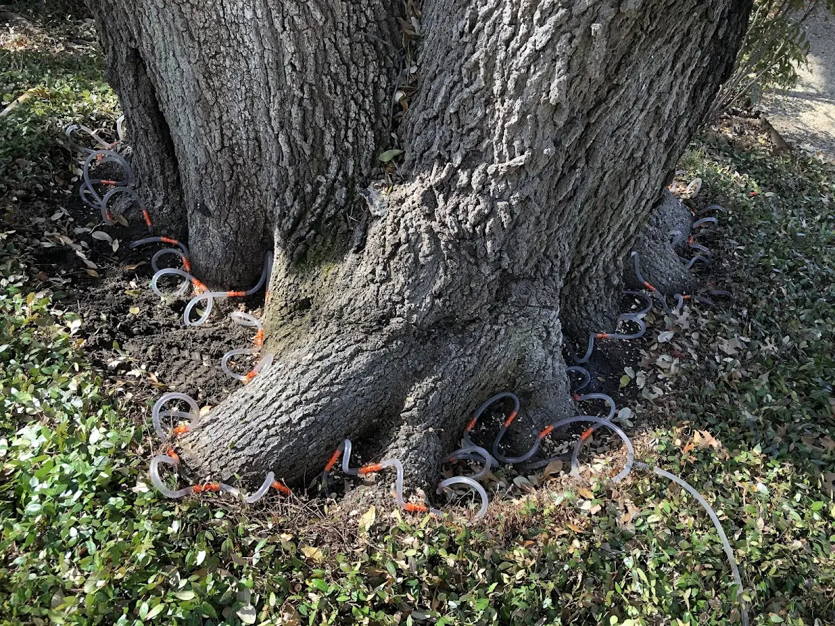Detailed Tree Cabling and Bracing job site in Bargersville